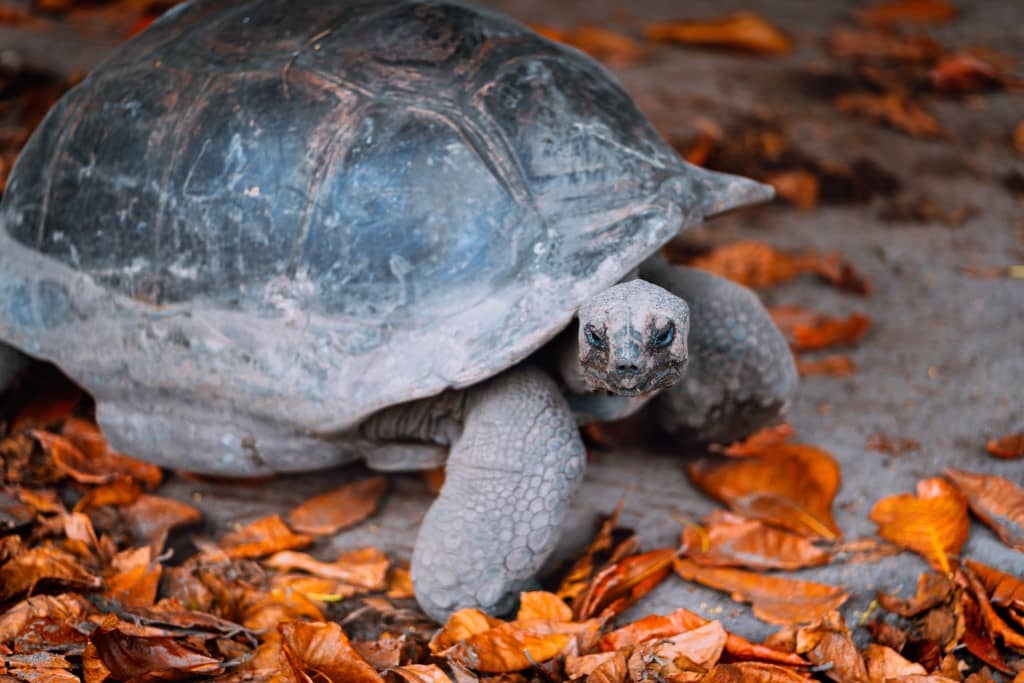 turtle seychelles