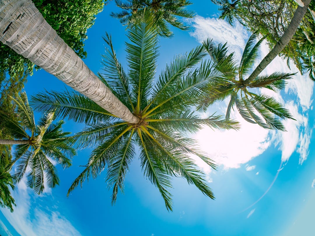 Coco nut palm Seychelles