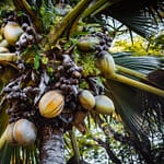 Coco de mer praslin, licensed image