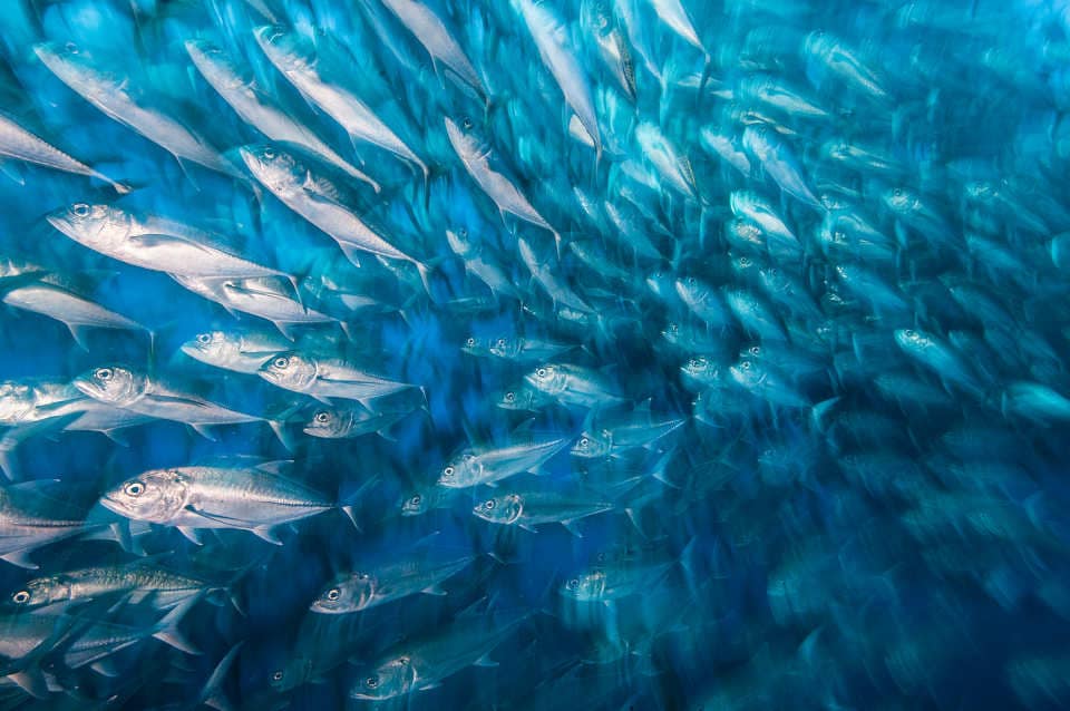 School of Jacks moving in