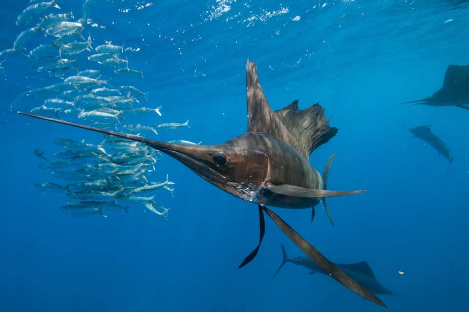 Underwater view of group of sailfish corralling sardine shoal, Contoy Island, Quintana Roo, Mexico