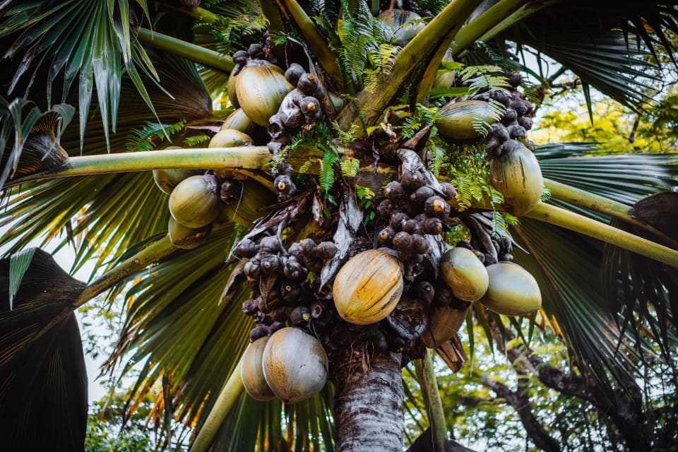 Coco de mer praslin, licensed image